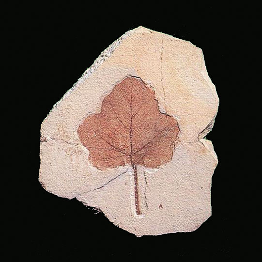 fig02.jpg fig02.jpg
