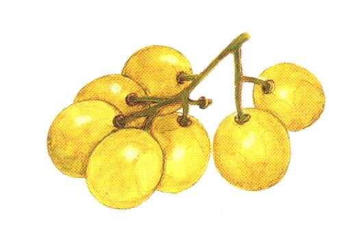 muscat_grapes.jpg muscat_grapes.jpg