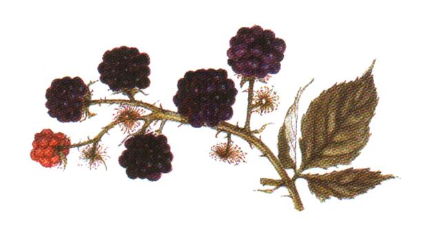 Rubus_fructicosus.jpg Rubus_fructicosus.jpg