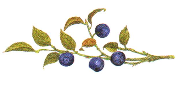 Vaccinium_Myrtillus.jpg Vaccinium_Myrtillus.jpg