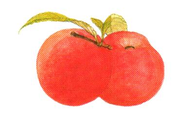Prunus_Persica.jpg Prunus_Persica.jpg
