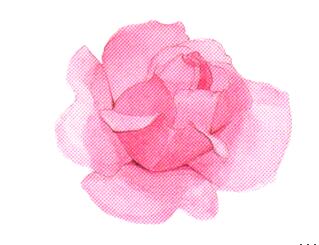 Rose.jpg Rose.jpg
