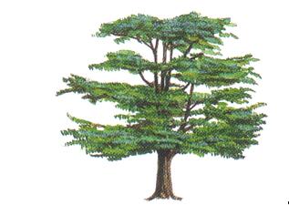 Deodar_cedar.jpg Deodar_cedar.jpg