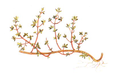 Thymus_mongolicus_Ronn.png Thymus_mongolicus_Ronn.png