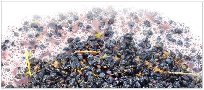 Close_up_of_fermenting_must.jpg Close_up_of_fermenting_must.jpg