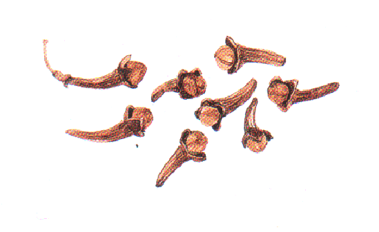 Eugenia_Caryophyllata.png Eugenia_Caryophyllata.png