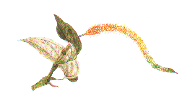 Piper_nigrum.png Piper_nigrum.png