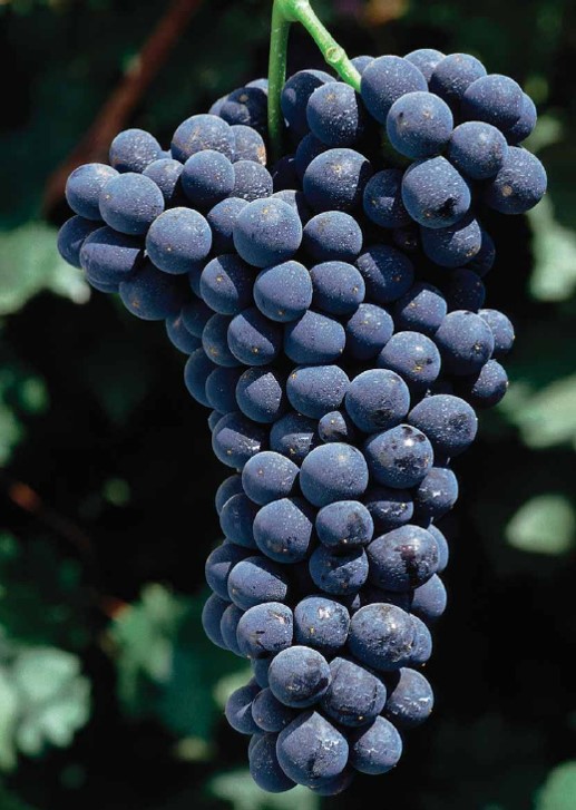Barbera.jpg Barbera.jpg