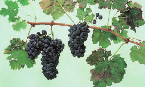 Barbera.jpg Barbera.jpg