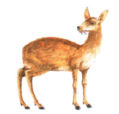 Moschus_moschiferus.jpg Moschus_moschiferus.jpg