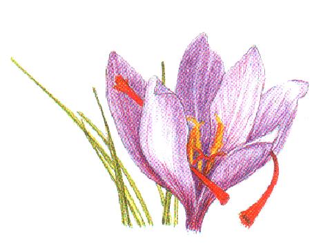 Crocus_sativus.jpg Crocus_sativus.jpg