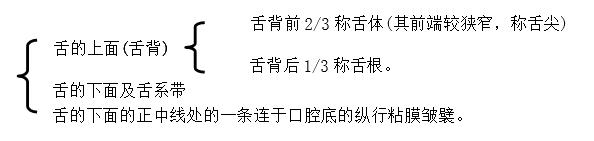 舌的结构.jpg 舌的结构.jpg