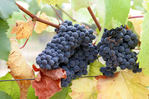 pinot-noir-in-Saratoga-California.jpg pinot-noir-in-Saratoga-California.jpg