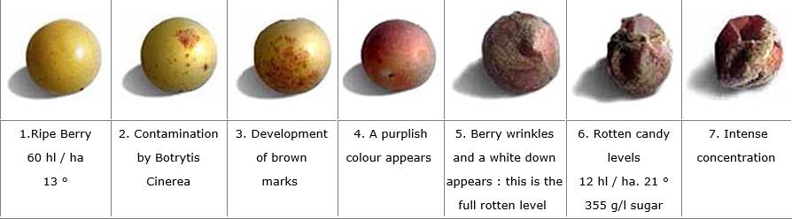 ripe.jpg ripe.jpg