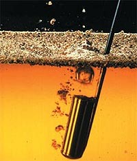 yeasts.jpg yeasts.jpg