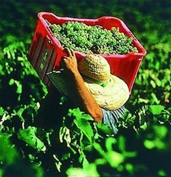 Harvesting.jpg Harvesting.jpg