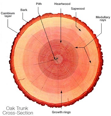 trunk.jpg trunk.jpg