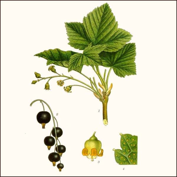 下次当你穿过黑醋栗树叶,你会采下一棵树芽然后在你