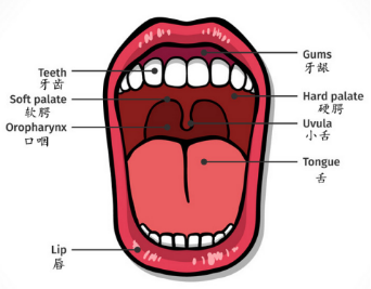 人类舌头味蕾分布图图片
