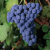 Cabernet Franc